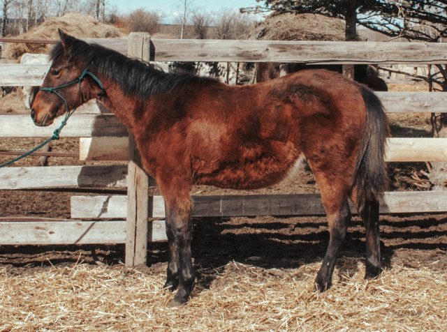 Cattle Bred Yearling AQHA Colt  in Horses & Ponies for Rehoming in Edmonton - Image 2