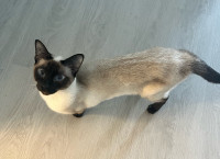 Siamese cat wanting a good home