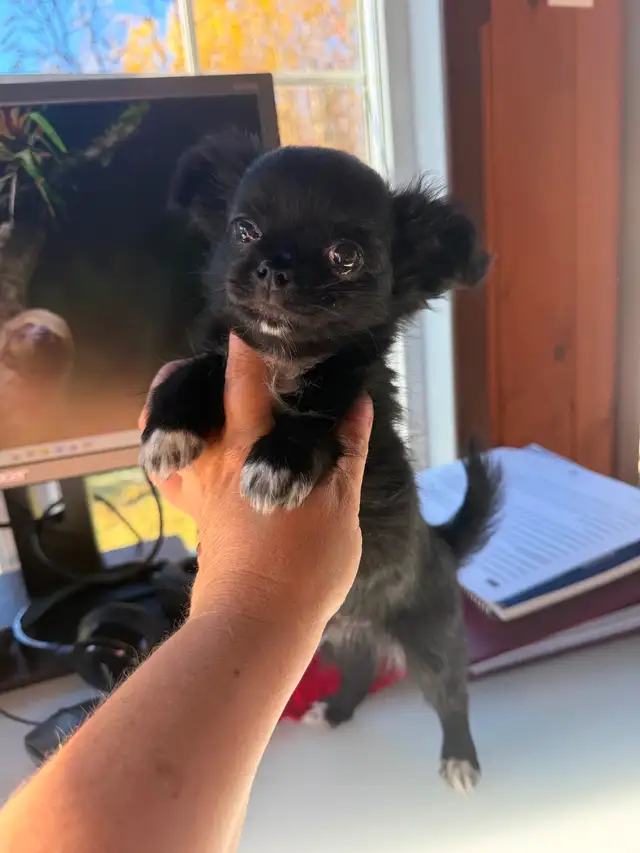 Chihuahua Puppies in Dogs & Puppies for Rehoming in Gatineau - Image 7