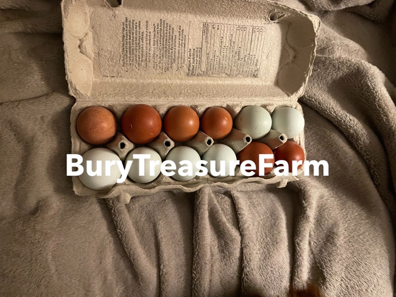 Chicken hatching eggs and pullets Livestock ChathamKent Kijiji