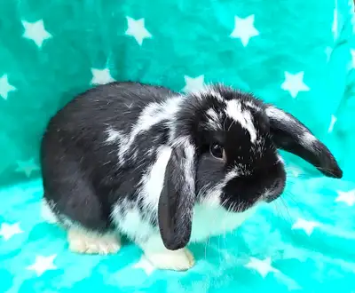 Nous avons un beau monsieur lapin mini-bélier X bélier hollandais en adoption. C'est un mâle qui est...