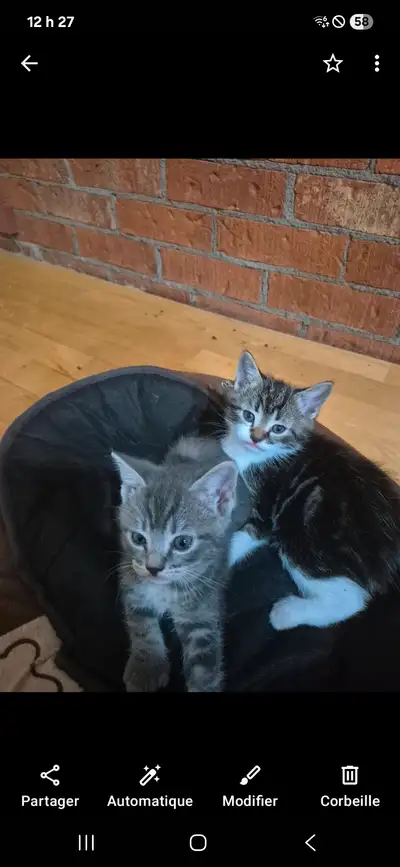 2 supers chatons supers affectueux ! Doit malheureusement s'en departir :( 20 $ chacun !