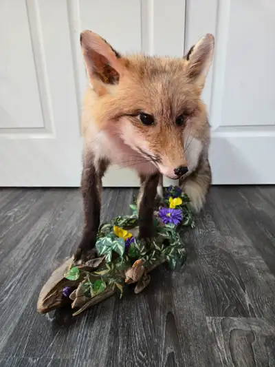 Renard roux empaillé / Mounted Red Fox, View more