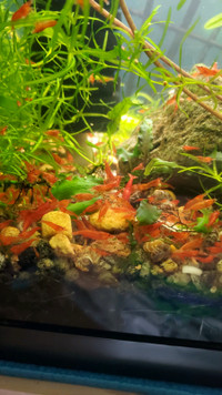 Fire red shrimp (high grade only available at the moment)