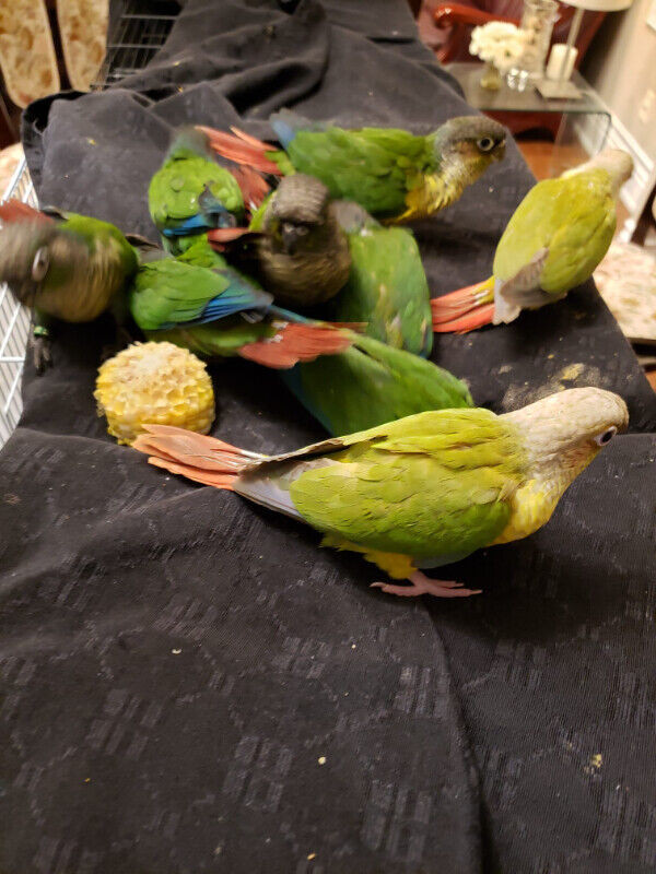 BABY DILUTE PINEAPPLE GREEN CHEEK CONURE AT CENTRAL PET STORE in Birds for Rehoming in City of Toronto - Image 3