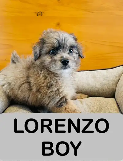 Our puppies are great mixed between poodle and maltese mix. They are known for non shedding and hypo...