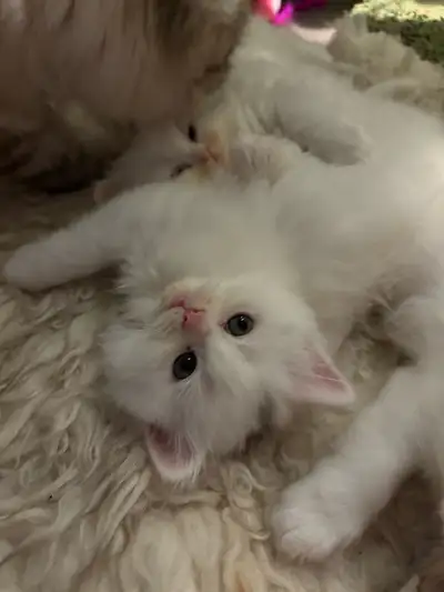 himalayan Persian mix kittens, View more