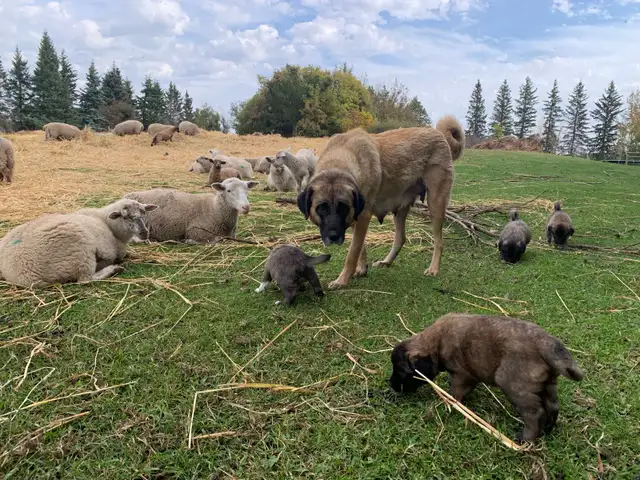 Anatolian Shepherd’s in Dogs & Puppies for Rehoming in Strathcona County - Image 4