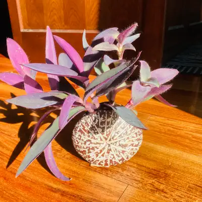 Purple Heart Plant in water, View more