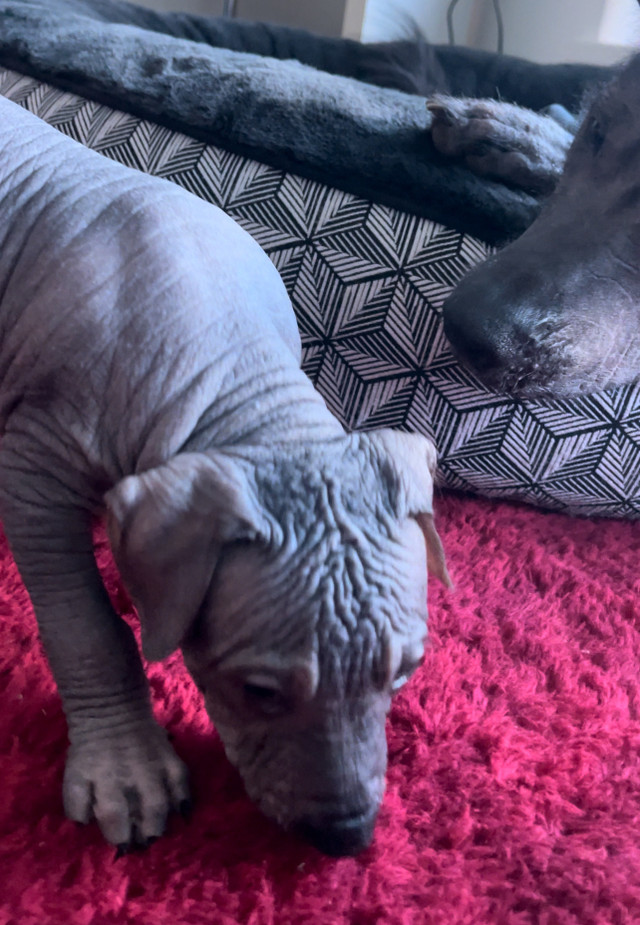 Very rare Xoloitzcuintli pups (Mexican Hairless Dogs) in Dogs & Puppies for Rehoming in Downtown-West End - Image 2