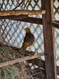 Mâle Faisans - Male  Pheasant