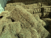 Excellent horse hay, up to 400 small bales