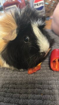Looking for Female Guinea Pigs in Yorkton, SK