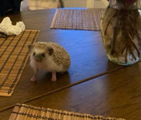 Super Friendly hedgehog for re-homing 