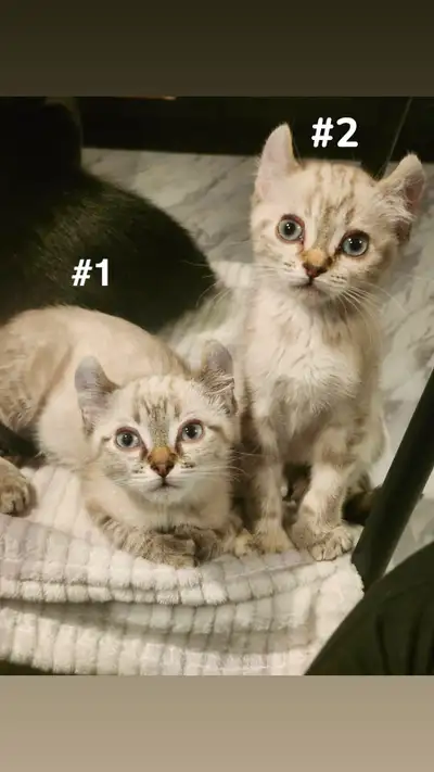 2 HIGHLAND LYNX, View more