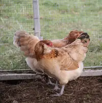 Purebred BBS Wheaten Ameraucana pullets (sexed hens)