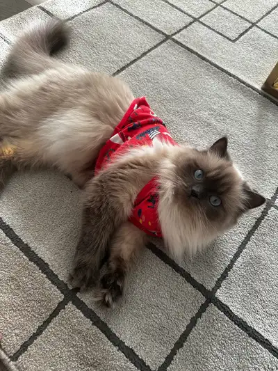 cats for sale, View more