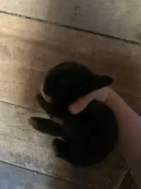 Adorable black bunny! 