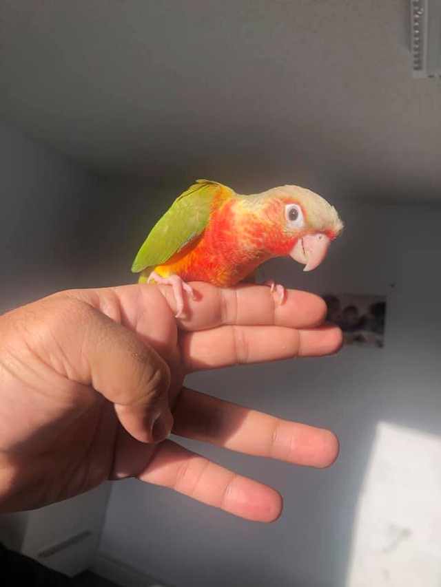 ⭐❤️❤️ CONURE ❤️❤️  BABY with Cage & Food ⭐❤️❤️ in Birds for Rehoming in Woodstock - Image 2