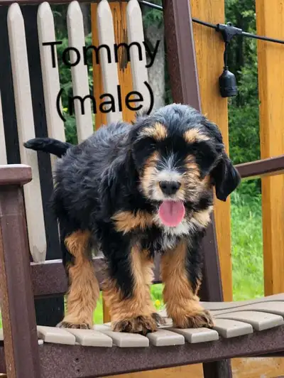 Cockapoo/ Collie puppies!, Voir plus