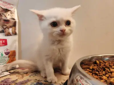 Scottish straight kitten, View more