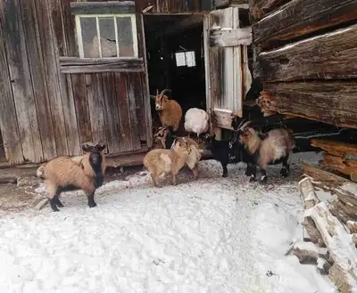 Mini goats, View more