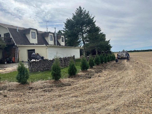 Ontario grown trees in Plants, Fertilizer & Soil in Leamington