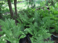 Hearty Ostrich Ferns for Sale
