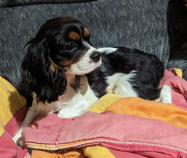 Cavalier King Charles Spaniel Puppies in Dogs & Puppies for Rehoming in City of Toronto - Image 11