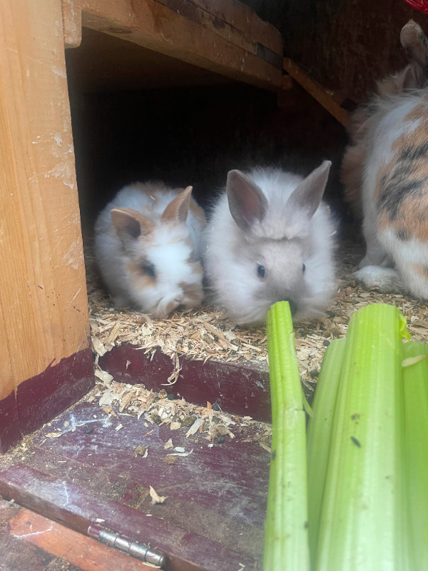 Lionhead rabbits in Small Animals for Rehoming in North Bay