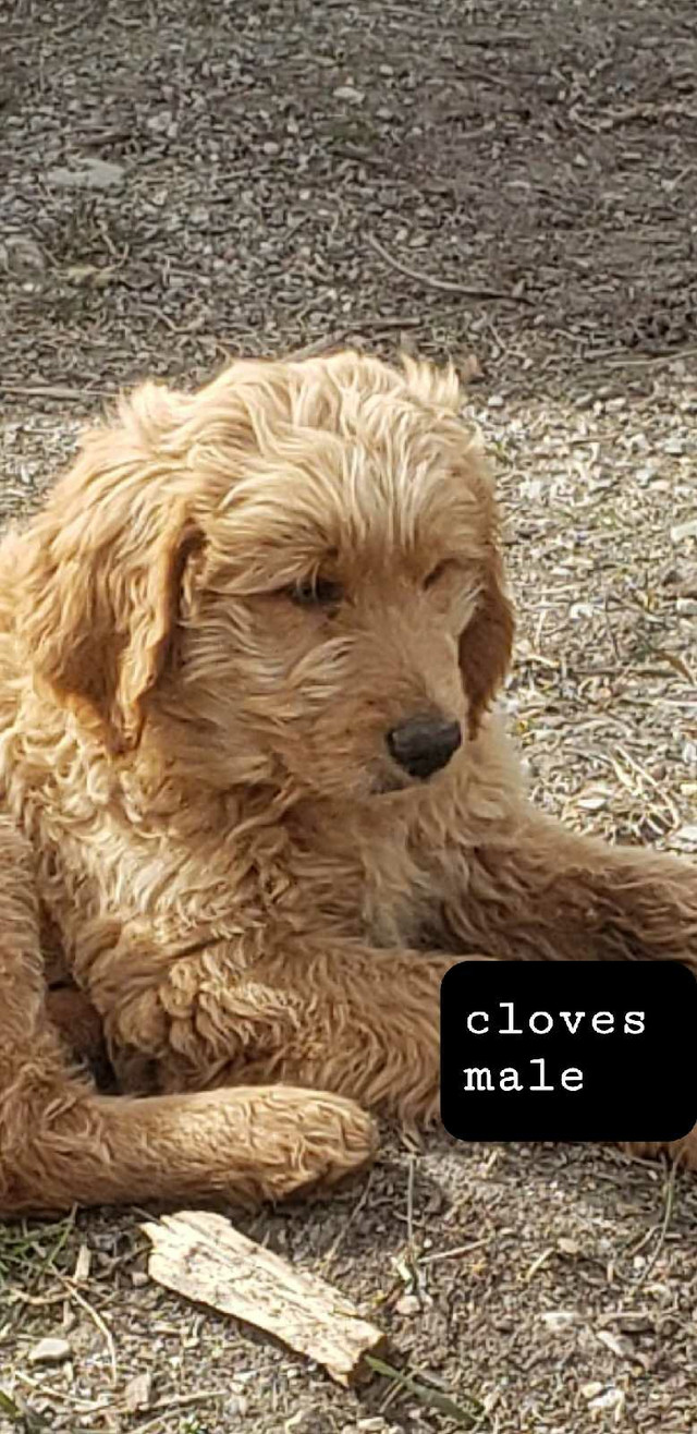  Golden doodle puppies. Gorgeous and loving ❤  in Dogs & Puppies for Rehoming in Prince George - Image 3