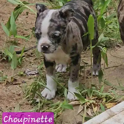 Chiots Frenchtons Merles (Bouledogue français/Boston/Lévri, View more