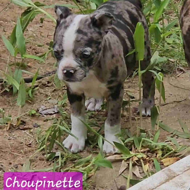 Chiots Frenchtons Merles (Bouledogue français/Boston/Lévri dans Chiens et chiots à adopter  à Drummondville