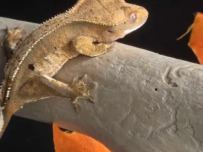 Juvenile  Crested Gecko, View more