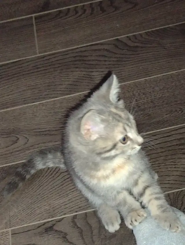 Three kittens for rehoming in Cats & Kittens for Rehoming in Saint-Hyacinthe - Image 4