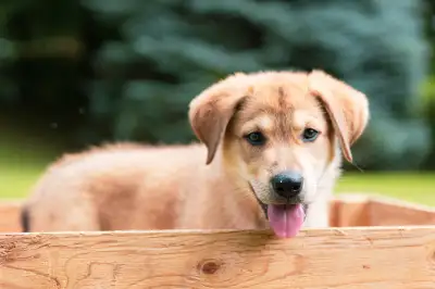 Adorable Shepherd X Puppies, View more