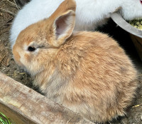  Giant Flemish Rabbits - Kits - Bunnies 