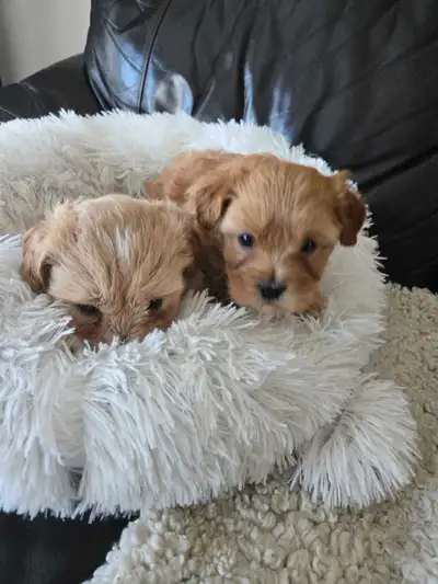 Shihtzu   puddle 2 puppy's  male left, View more