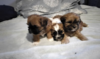 Adorable Havashu Puppies