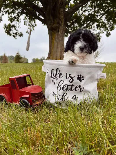 Labradoodle Puppies, View more