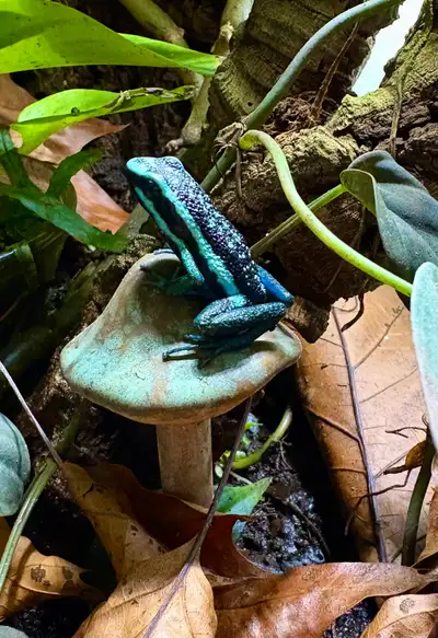 Poison Dart Frog, View more