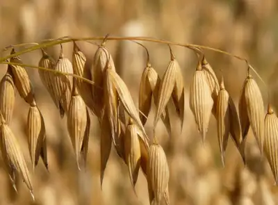 BAGGED OATS FOR SALE, View more