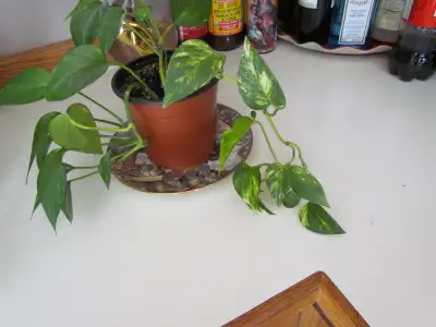 Pothos and Hawaiian mix  flowers each 13 dollars, View more