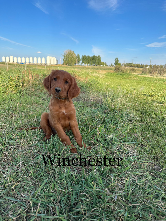 ready-2-go-irish-setter-pups-5-sold-dogs-puppies-for-rehoming