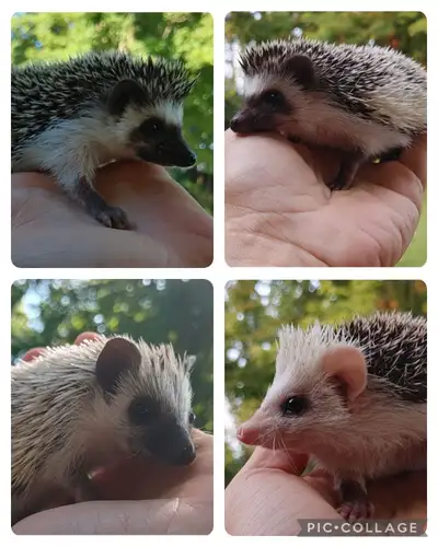 Baby boy sweet hedgehogs! U choose! Inclusions delivery habitats. Plz Text for fastest response *Hab...