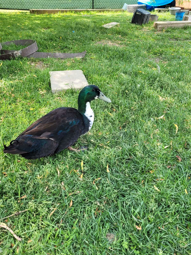 Drakes need new home in Other Pets for Rehoming in Owen Sound - Image 2