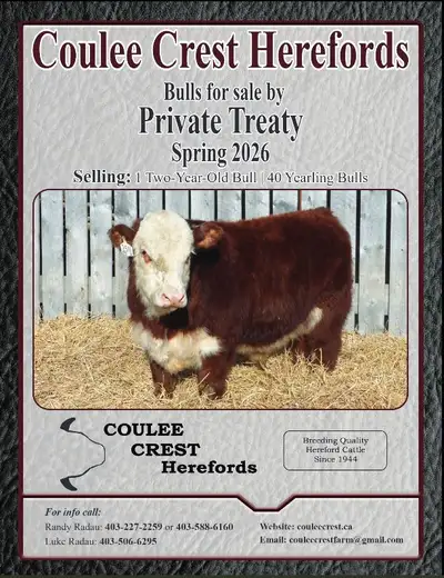 Purebred Hereford Bulls for Sale by Private Treaty, View more