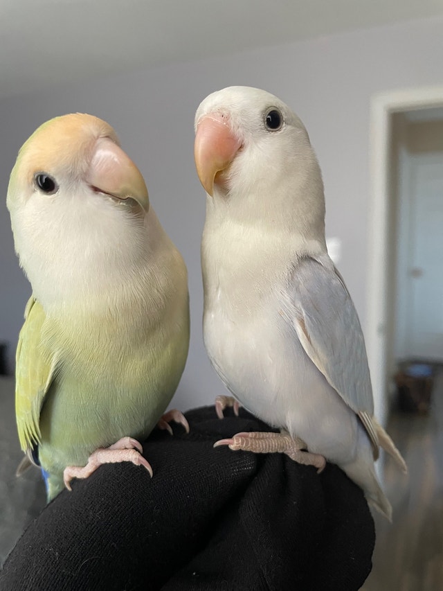 Lovebird Pair Birds for Rehoming Mississauga / Peel Region Kijiji