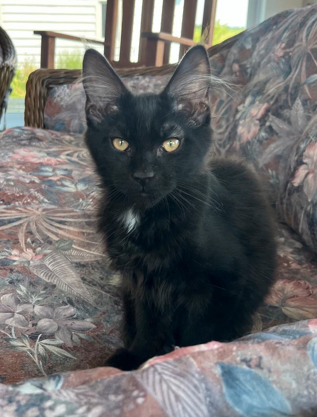 Chatons Maine Coon enregistrés dans Chats et chatons à adopter  à Saint-Jean-sur-Richelieu