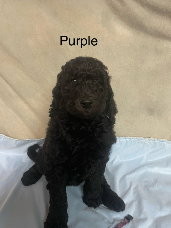 Standard poodles in Dogs & Puppies for Rehoming in Summerside